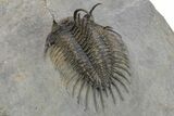 Spiny Comura Trilobite - Excellent Preparation #245937-4